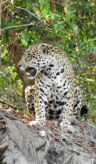 Brasilien, Pantanal, Jaguar